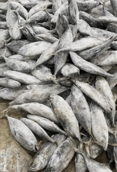 Frozen fishes