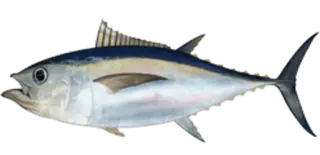 Bigeye Tuna