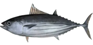 Skipjack Tuna