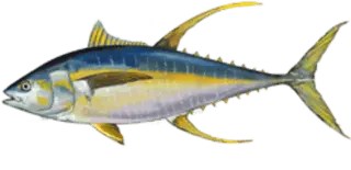 Yellowfin Tuna